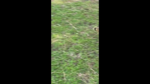 Squirrel 🐿️ #squirrel #followme #shorts #viral #trending