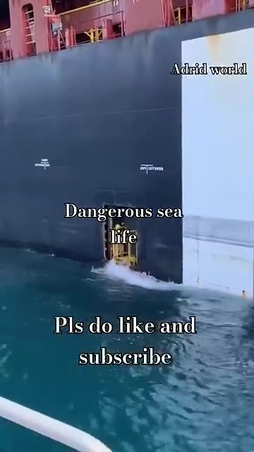 Beware: The World's Most Dangerous Sea Creatures 😱