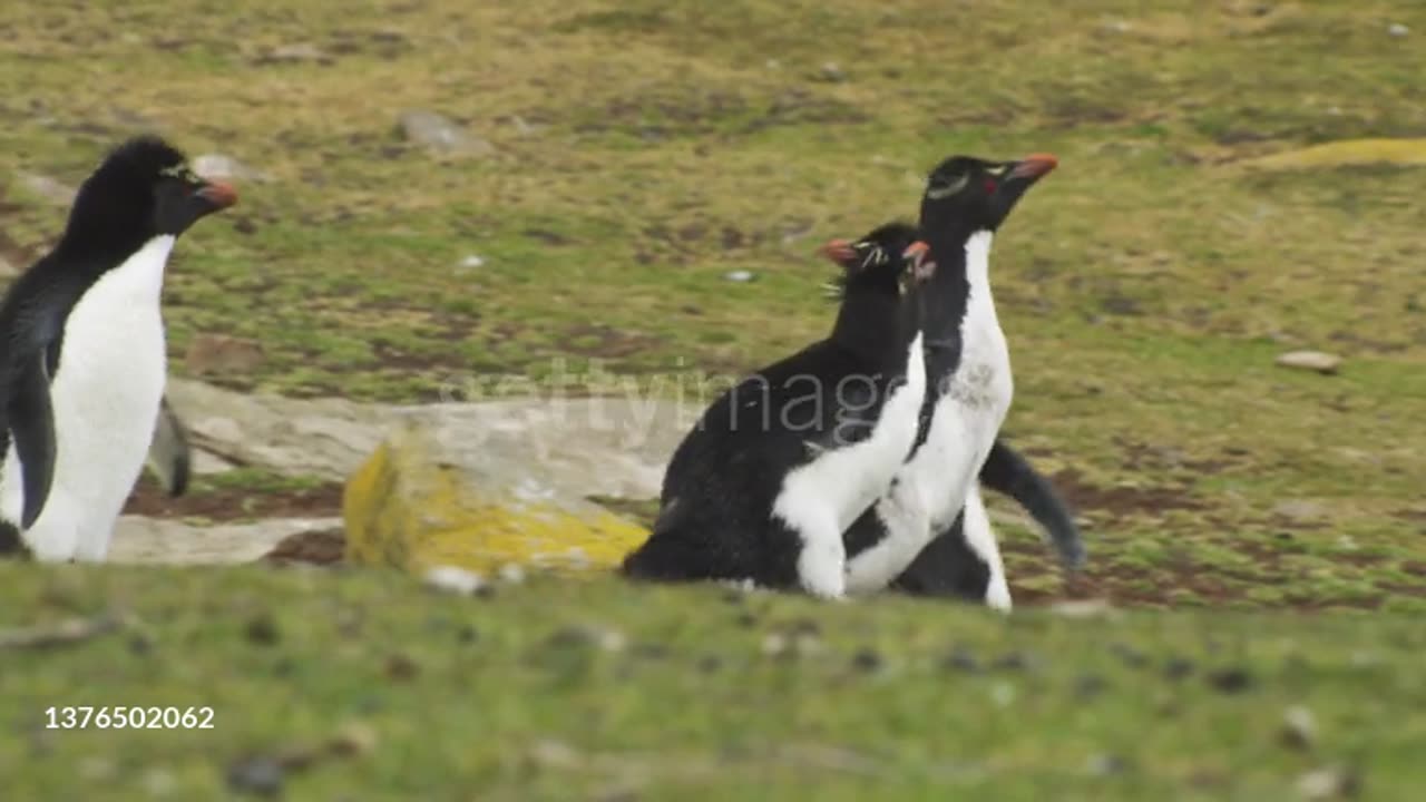 Jumping penguin video