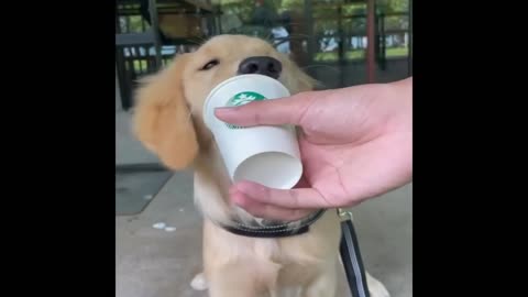 Best Funny Animal Videos 2024 – Cats and Dogs Compilation