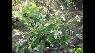 Stimulate Breathing Lobelia inflata Nov 2023
