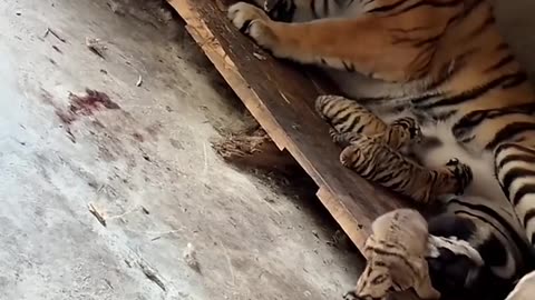 Mama trying to Protect her babies 😳🐯