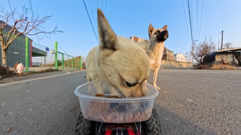 No fighting, just tiny pups patiently waiting their turn