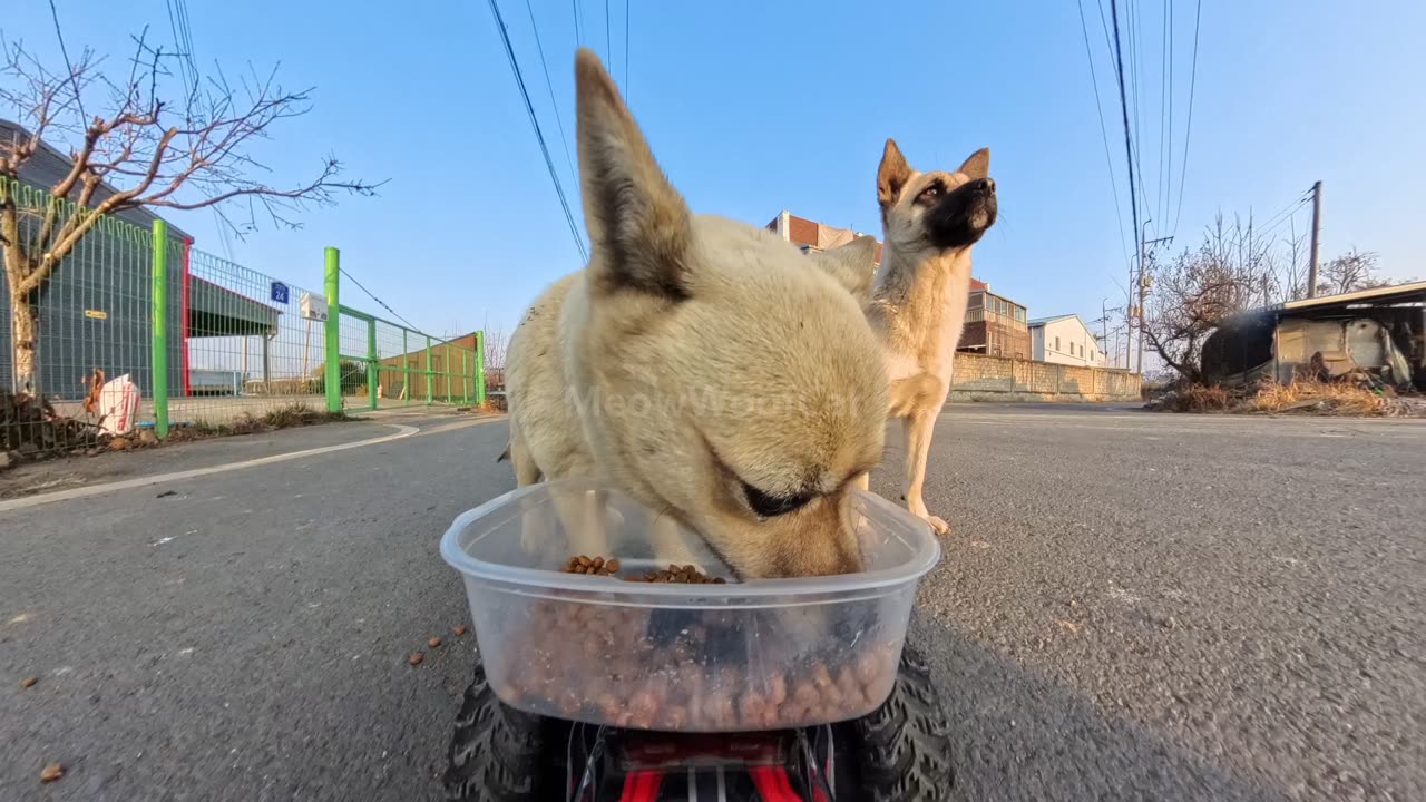 No fighting, just tiny pups patiently waiting their turn