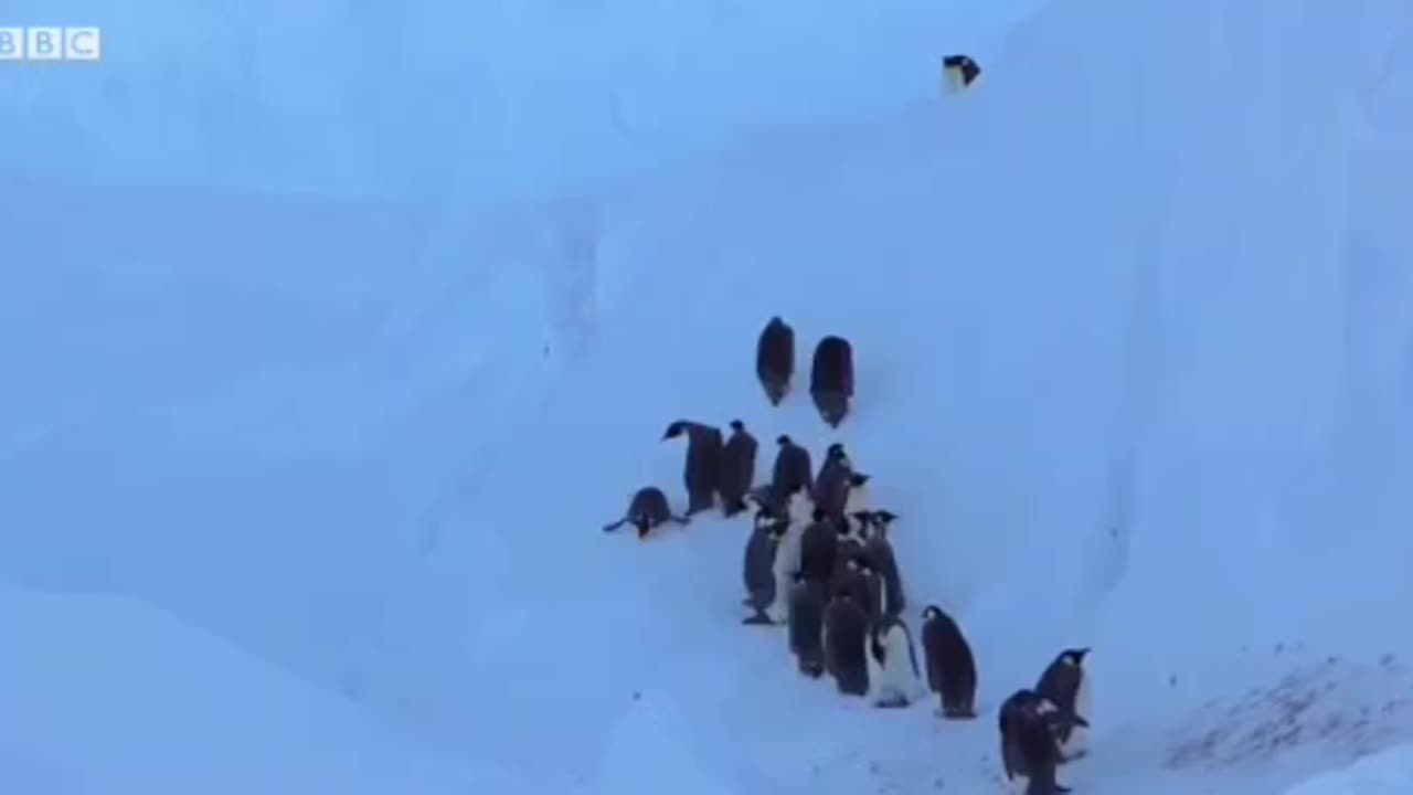 Rescuing trapped penguins 👍🙏