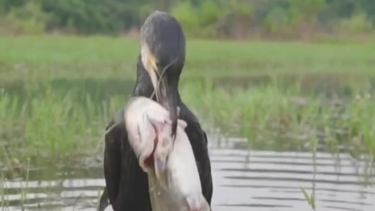 Bird catching fish