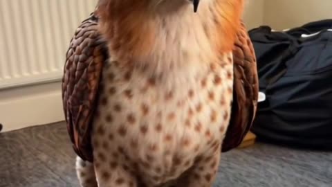 Eagle