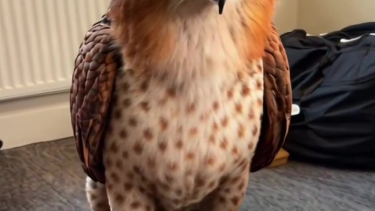 Eagle