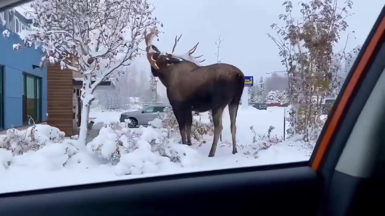 🤯🦌 Mind Blown - The Insane Size Of A Full Grown Moose! | FeedMyCuriosity