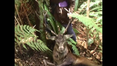 Angry stag shot 5 metres away