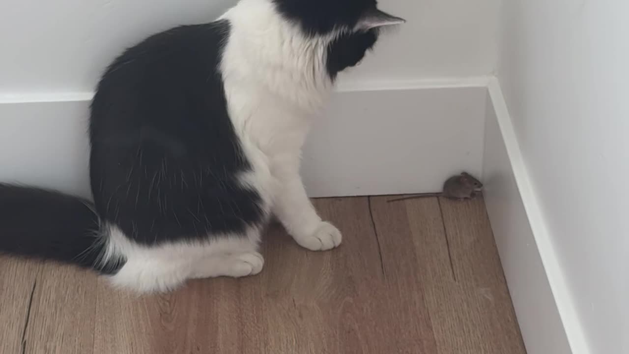 Cat Bats At Befriended Mouse