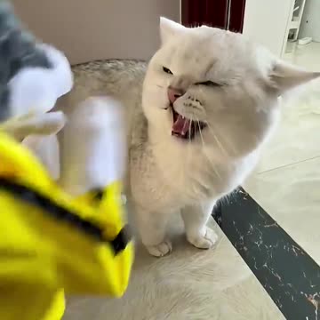 TIME with family funny animals video