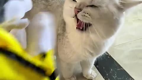 TIME with family funny animals video
