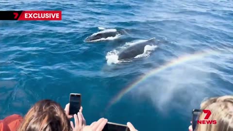 Rare underwater video of a mother humpback nursing her newborn | 7NEWS