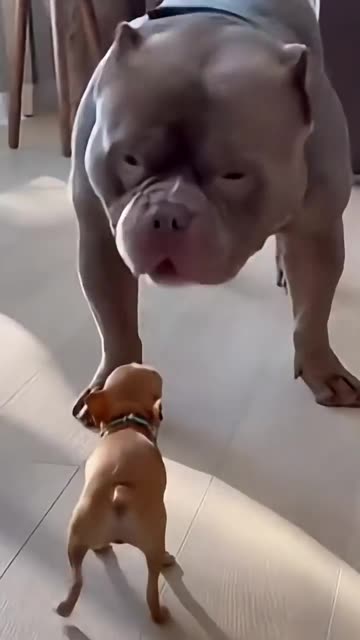 Chihuahua Funny Moment🤭😂🤣