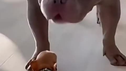 Chihuahua Funny Moment🤭😂🤣