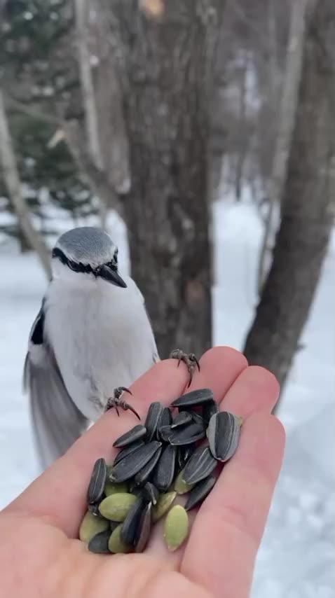 Visitors of the winged variety