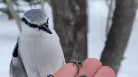 Visitors of the winged variety