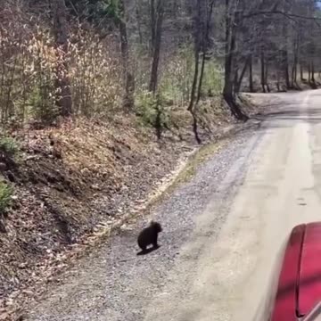 Adventurous little bear cub