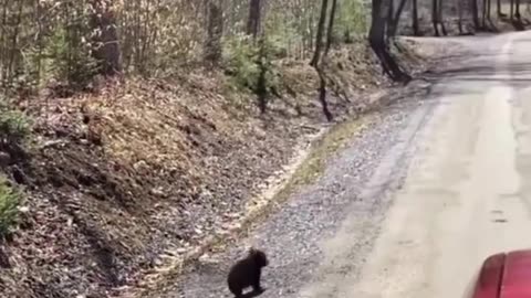 Adventurous little bear cub