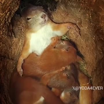 Red tailed squirrel and her babies