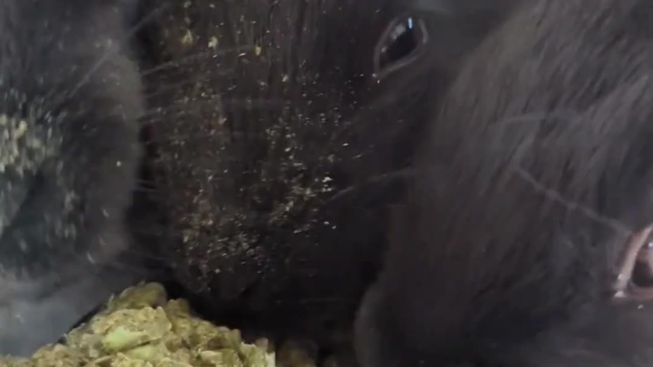 cute baby rabbits feeding