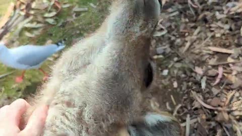 😂🐨 Kangaroo Neck Skritches | FunFM
