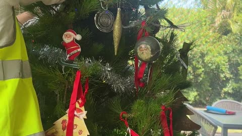 And a Possum in a Pine Tree