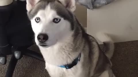 Siberian Husky Speaking