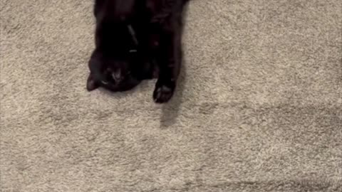 Cute Precious Piper Does Her Stretch - My Adopted Shelter Cat Vlog. #shorts
