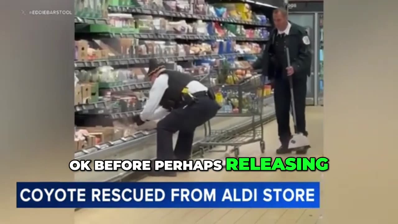 Wild Coyote Caught in Grocery Store Produce Section, Rescued by Chicago Police