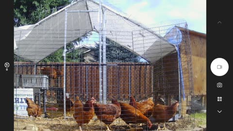 On Her Hens Secret Service