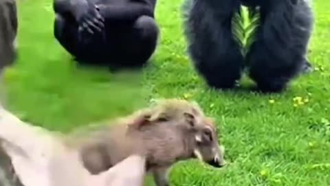 Gorilla Meets Surprise Pig