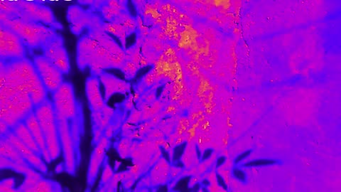 Sonata clavichordo. G.L. In studium laici. Pellicula.