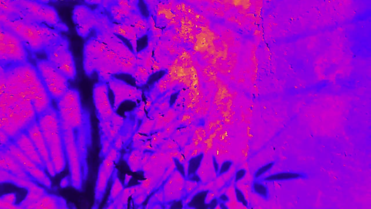 Sonata clavichordo. G.L. In studium laici. Pellicula.