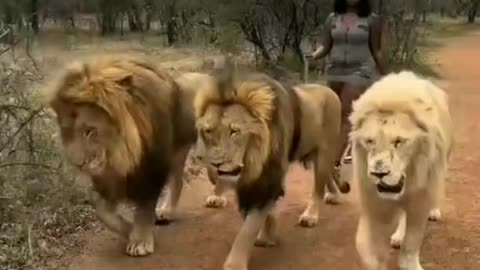 Incredible Footage of a Woman Casually Walking Three Massive Male Lions