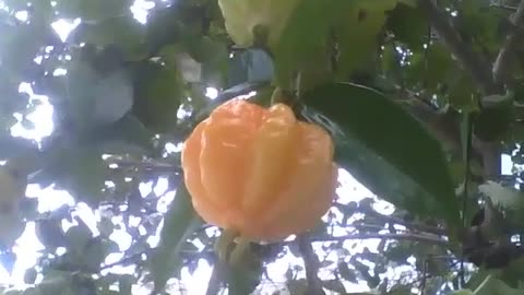 Surinam cherry tree with almost ripe fruit [Nature & Animals]