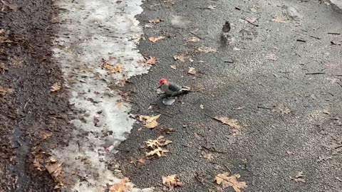 Cardinal, thrush bird and a woodpecker