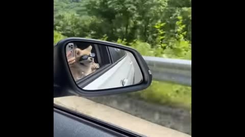 Dog very cyut image in mirror fanny moments video