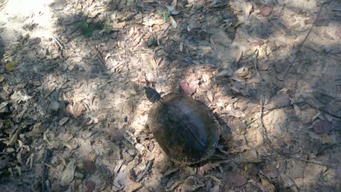 right when I was about to talk about Turtle stew