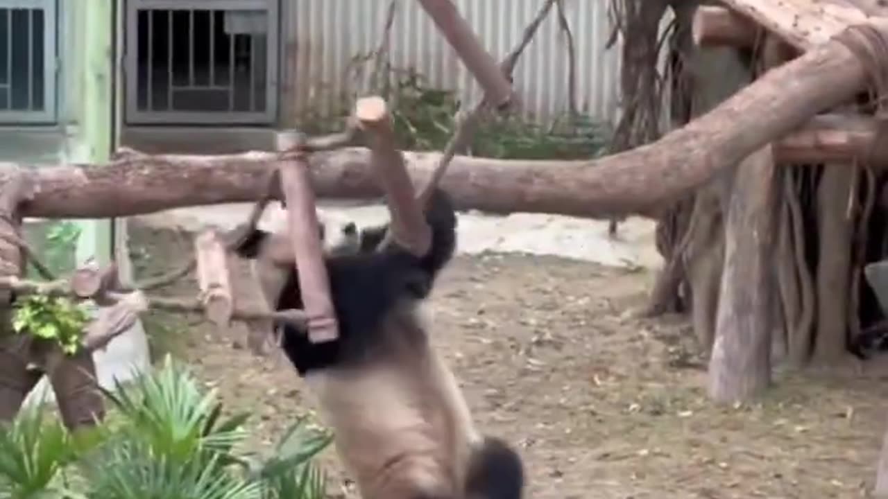 Pandas Learning Circus Tricks_ Funniest Moments! 🎪 #panda #funny #cute #shorts #PandaTraining