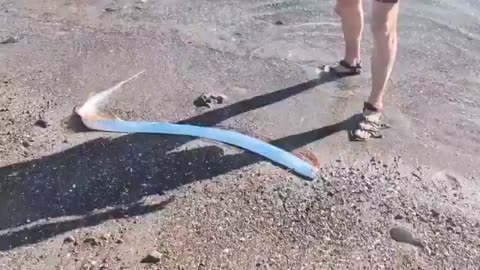 SEE IT! The rarely seen deep-sea known as an 'oarfish' has washed ashore in