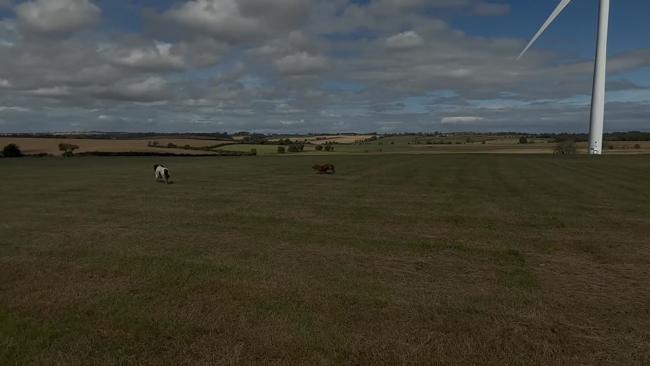 26/08/25 random run with Molly and Willow