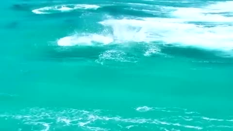 Dolphins surfing an unbelievable magical blue wave of Ocean.