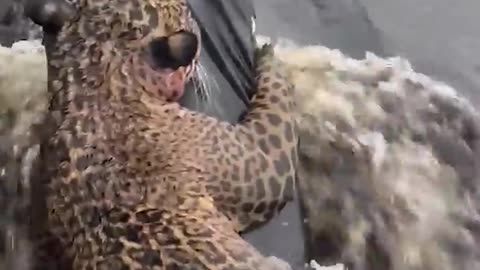 Brazil police rescue an injured jaguar struggling not to drown with an improvised flotation device