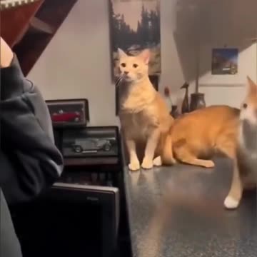 Funniest Video Compilation | Try Not to Laugh! 😂