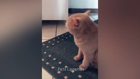 Classic Dogs and Cats funny clips...😂😂