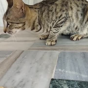 cat cat sound - cat aawaz - cat aawaj - billi ki aawaz - billi aawaj - billi sound -billi -#shorts