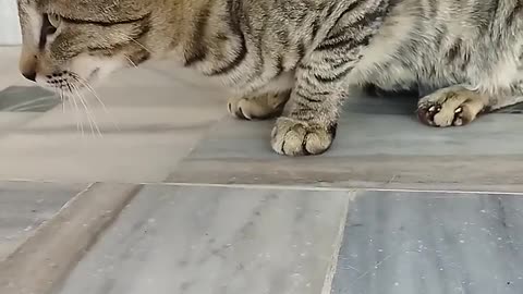 cat cat sound - cat aawaz - cat aawaj - billi ki aawaz - billi aawaj - billi sound -billi -#shorts