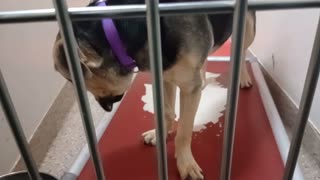 Walker 3y A883826 kennel 100 PACC shelter didn't know if I could trust him but he's cool20251119605